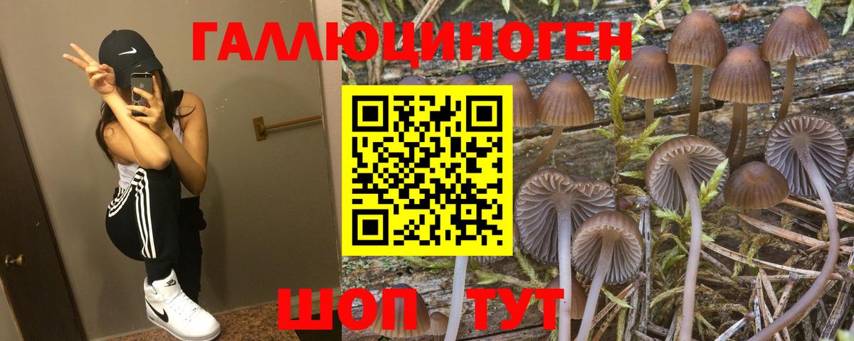 Нурлат  Псилоцибиновые грибы Psilocybe  Вход с VPN  Псилоцибиновые грибы Psilocybe 